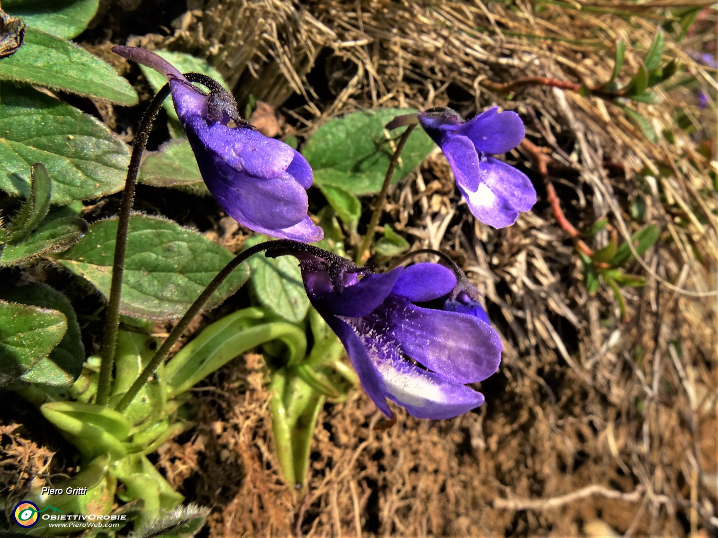 19 Pinguicula leptoceras ( Erba-unta-bianco-maculata) alle sorgenti .JPG